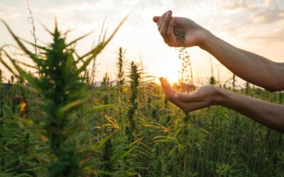 Le Chanvre ou comment sauver le monde ? 2° Mot de la promo