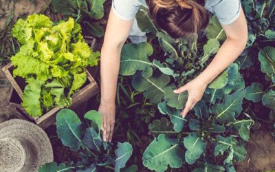 Webinaire | Comment une collectivité peut-elle soutenir la transition agro-alimentaire et contribuer à préserver les ressources environnementales sur son territoire ?