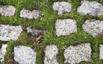 Webinaire : Sols en ville… surprenantes richesses ?