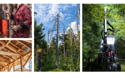 Transition écologique : les filières bois sont-elles bien enracinées ?