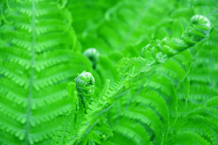 1er mot de la promo 37 entre musique et nature