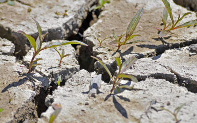 Effondrement – comment-rebondir ?