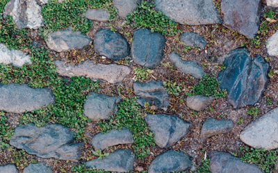 Sols en ville : une suprenante richesse ?