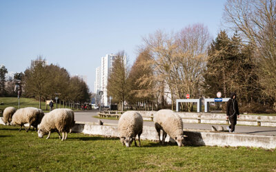 Élevage Urbain : un nouveau regard sur la ville