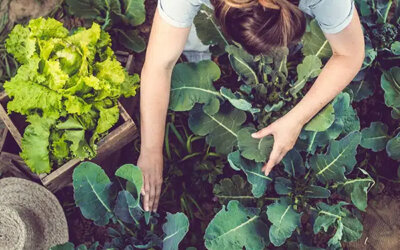 Transition agro-alimentaire au sein d’une collectivité