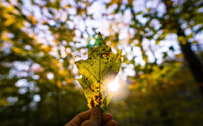 Transition intérieure & extérieure, restaurer les liens pour accompagner au changement